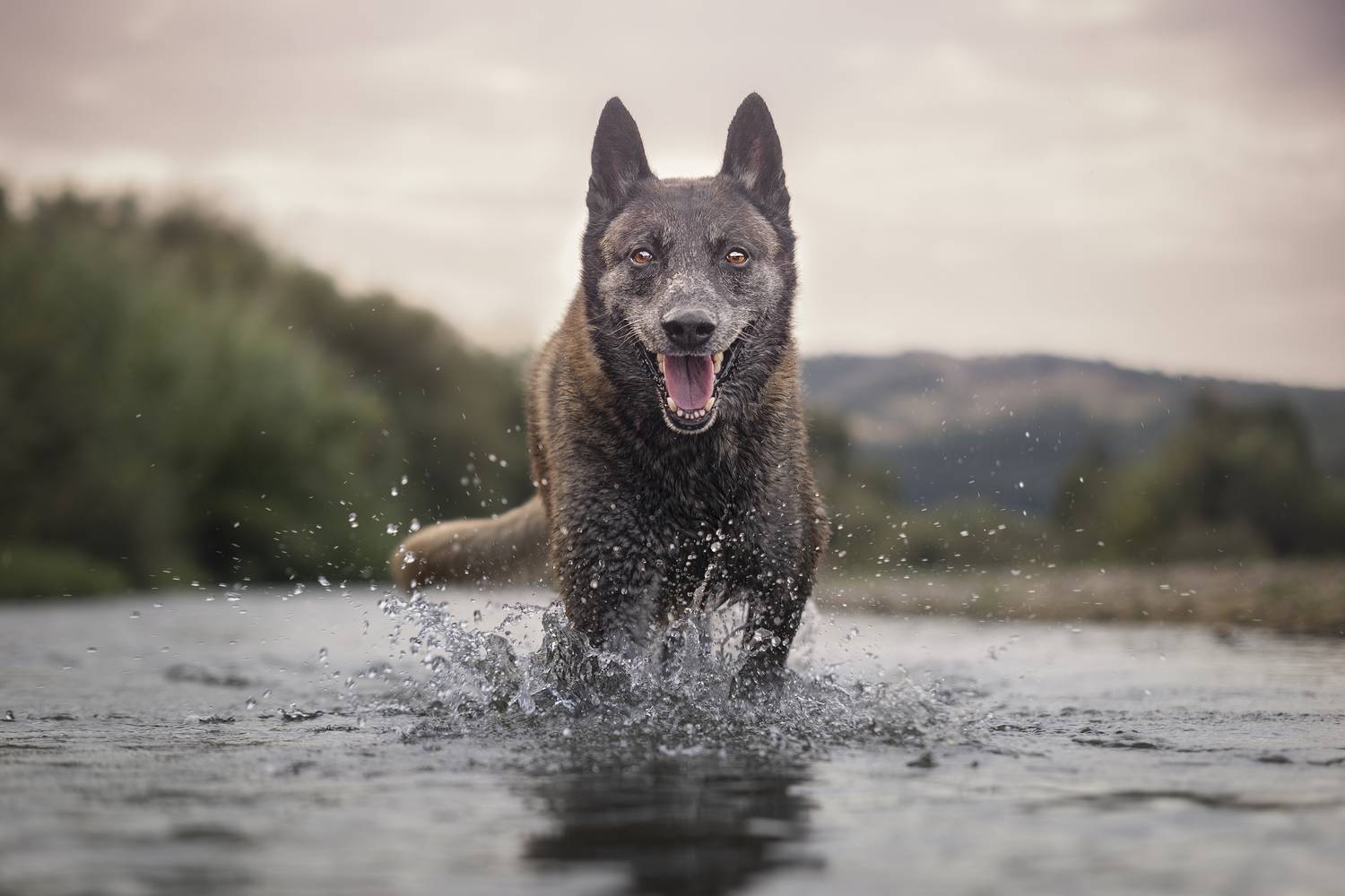 Dogs and Water Dogs and Water