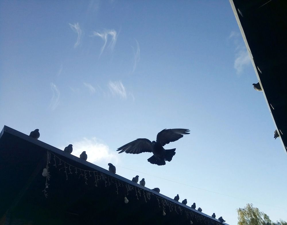 Photograph by Светлана Чуйко