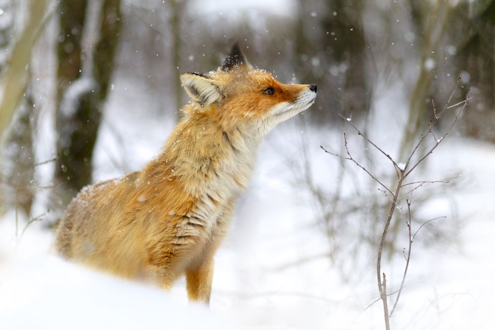 Photograph by Валерий Черняк
