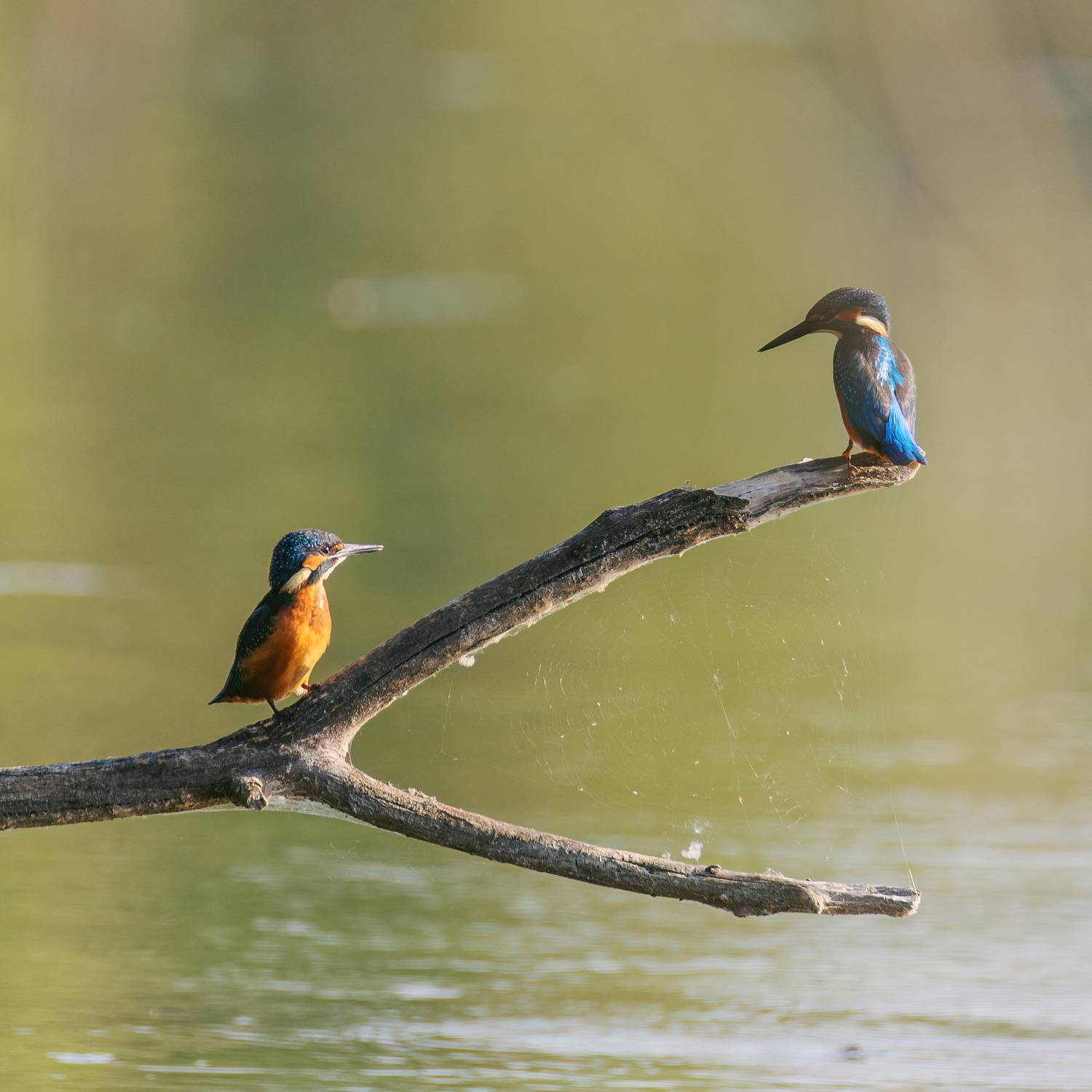 Фотография #13319374