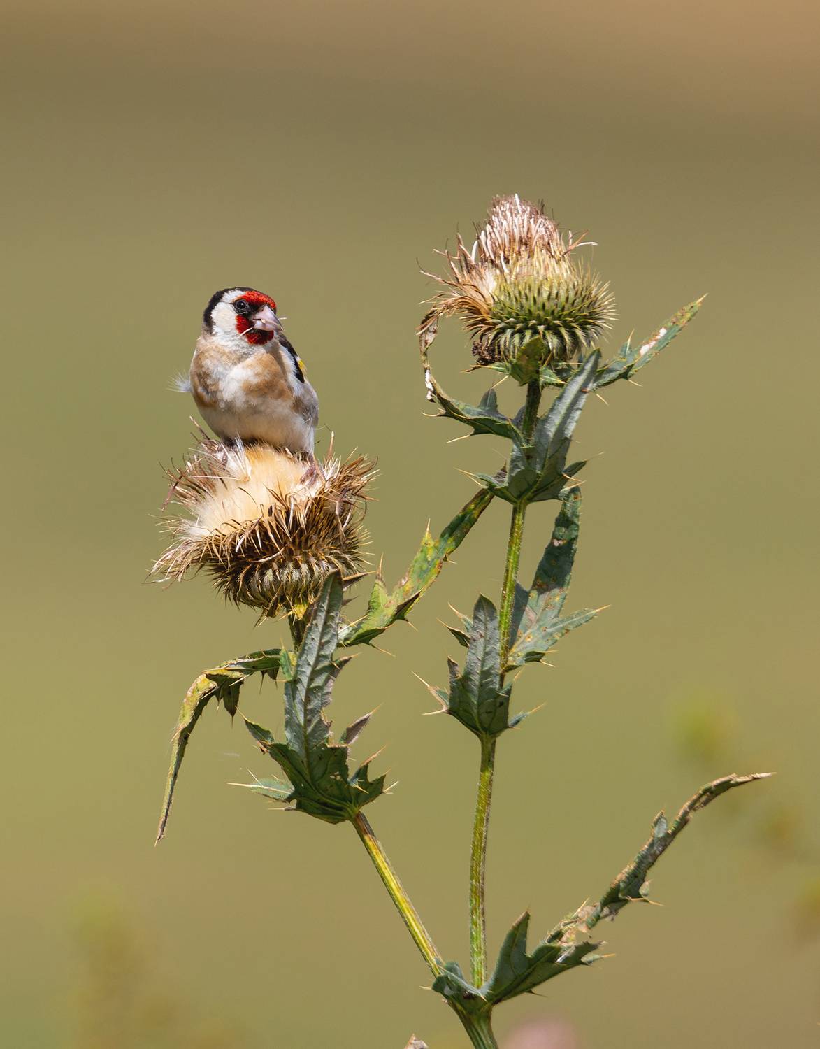 Фотография #13319496