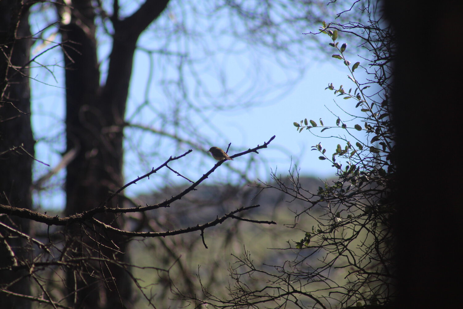 Photo #13319541