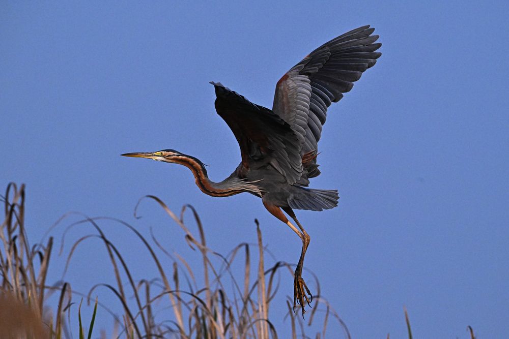 Photograph by SRIMANTA RAY
