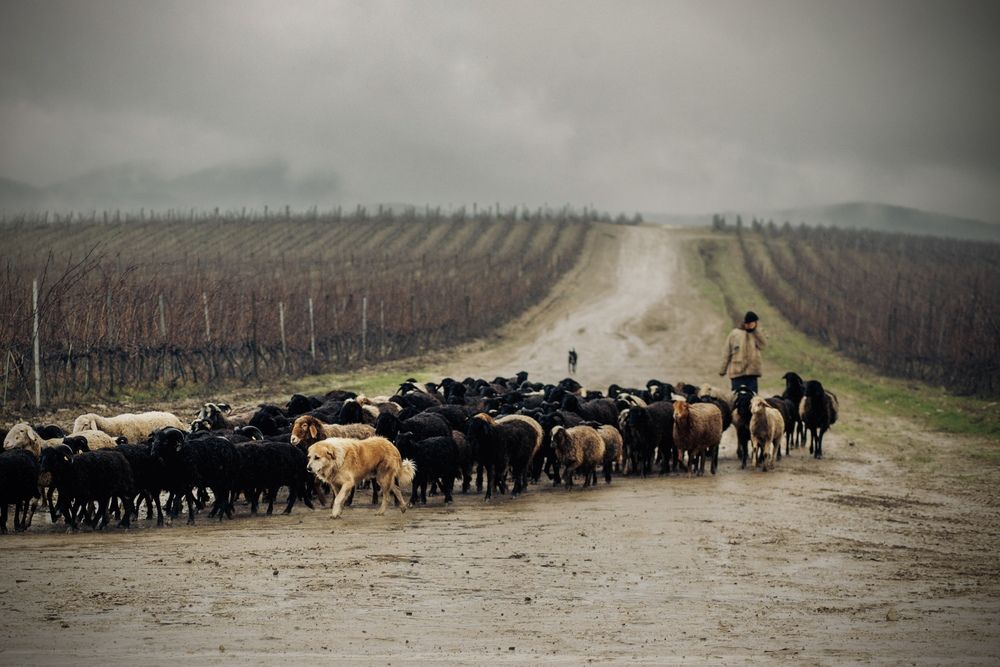 Photograph by Алина Сухова