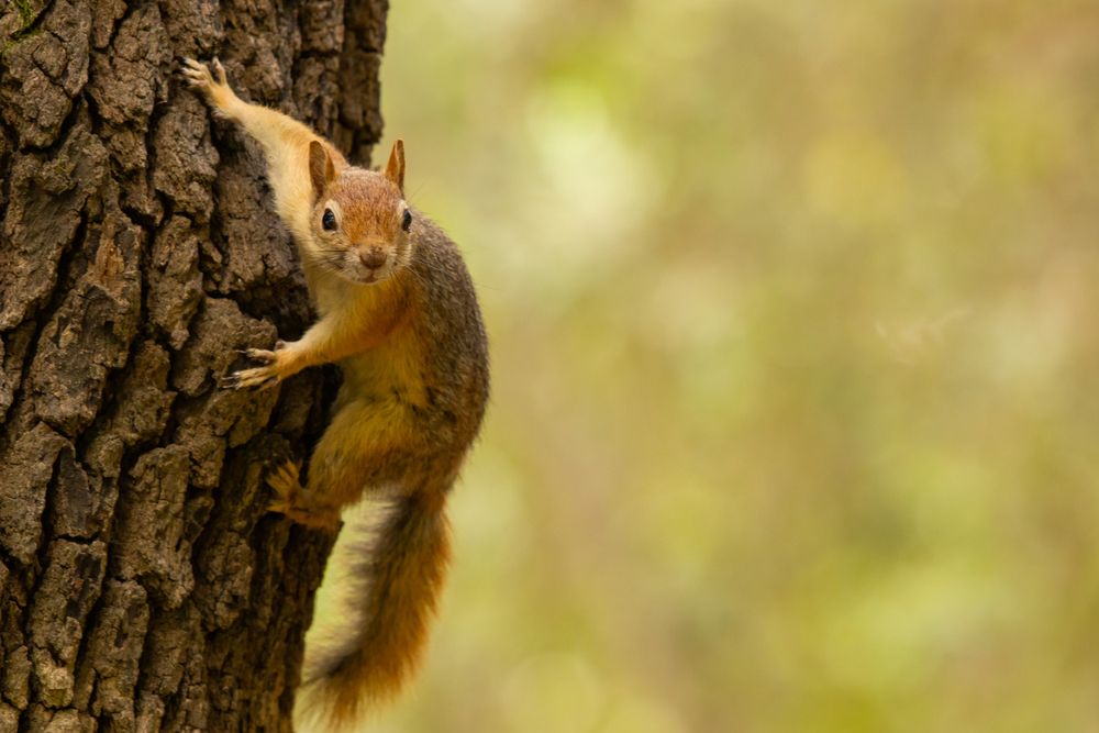squirrel on a tree