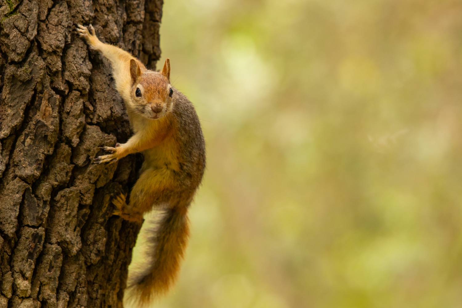squirrel on a tree