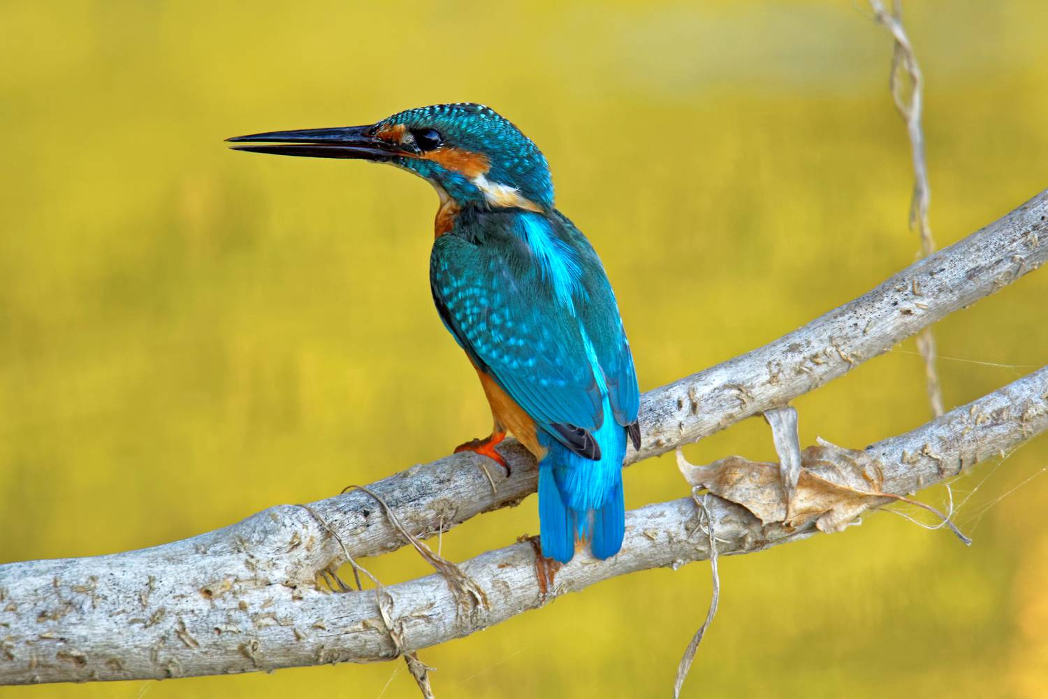 Фотография #13319855