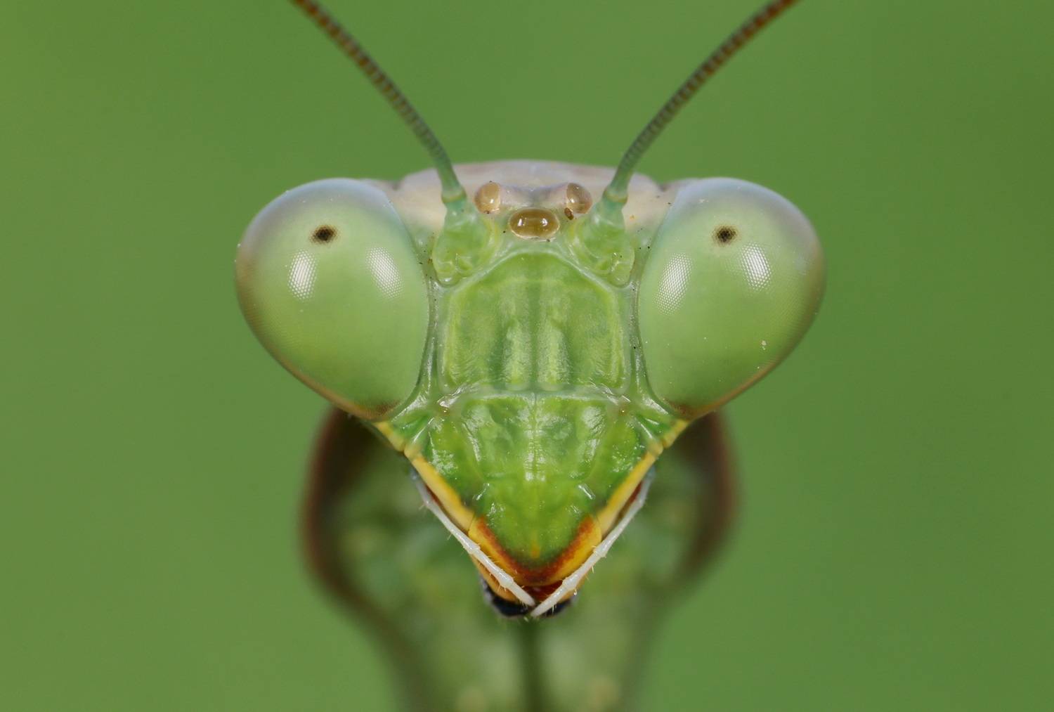 Face to Face Face to Face