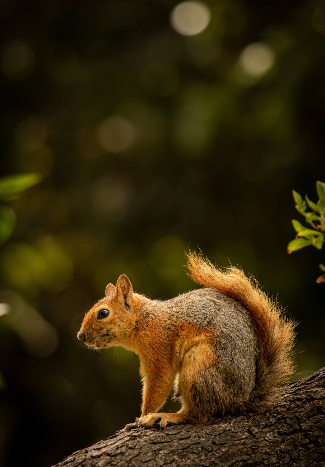 squirrel sitting on a tree