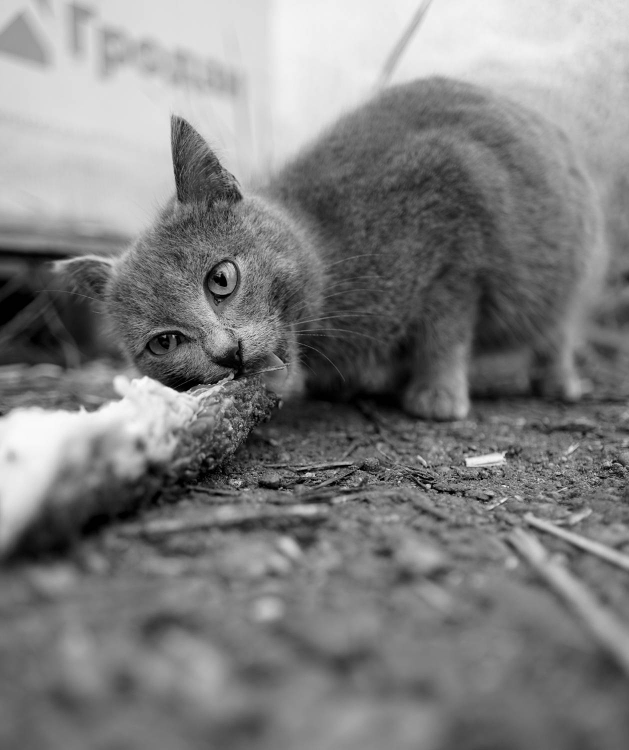 Photo #13320338