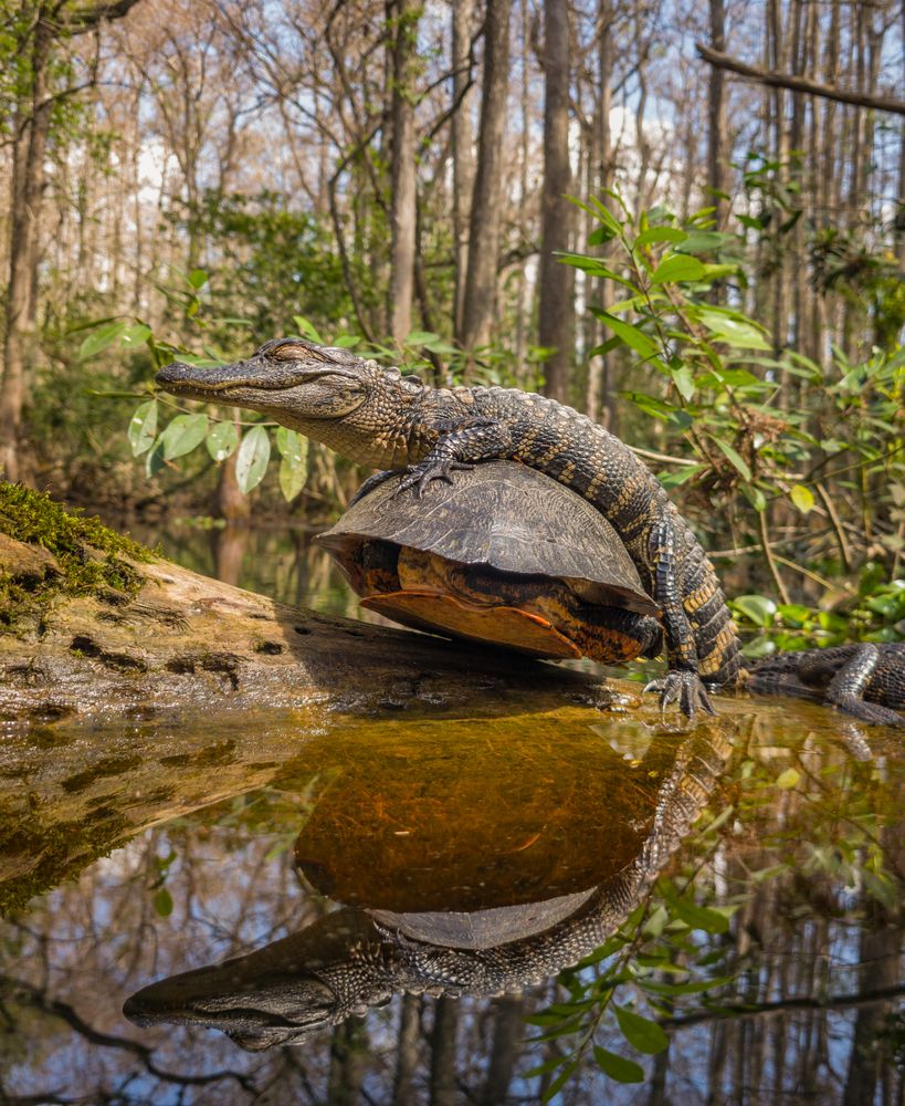 Reflections on the Shared Log
