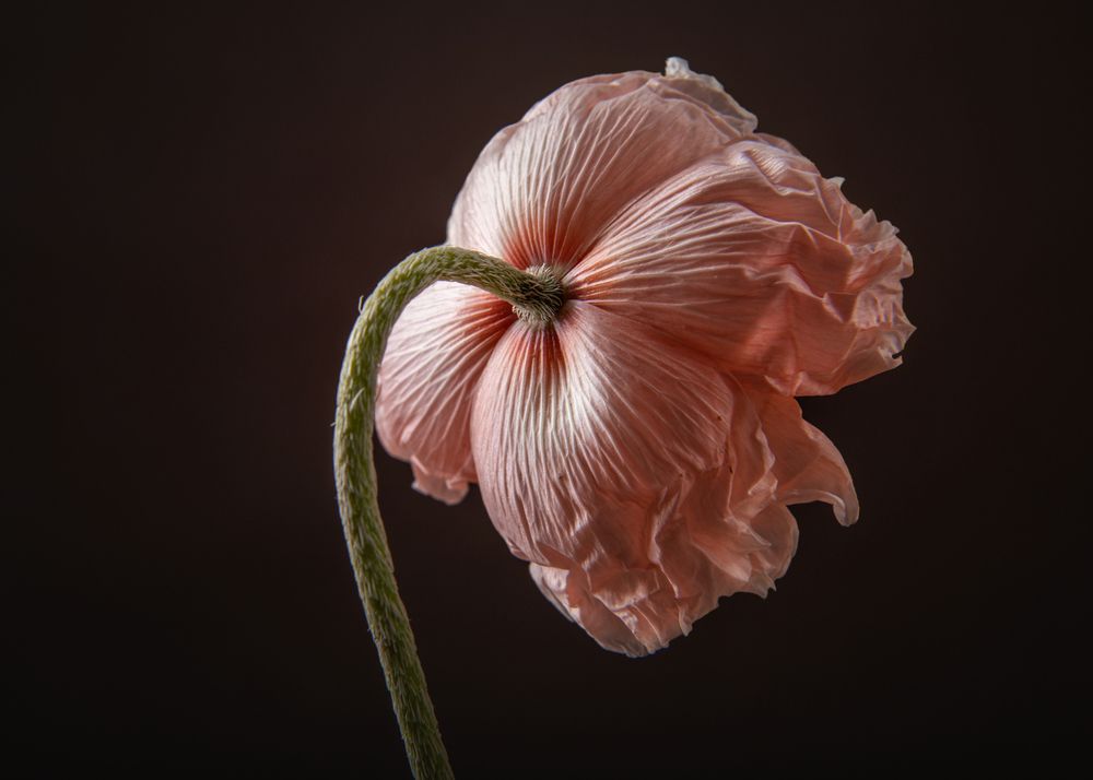 Photograph by Юлианна Митрофанова