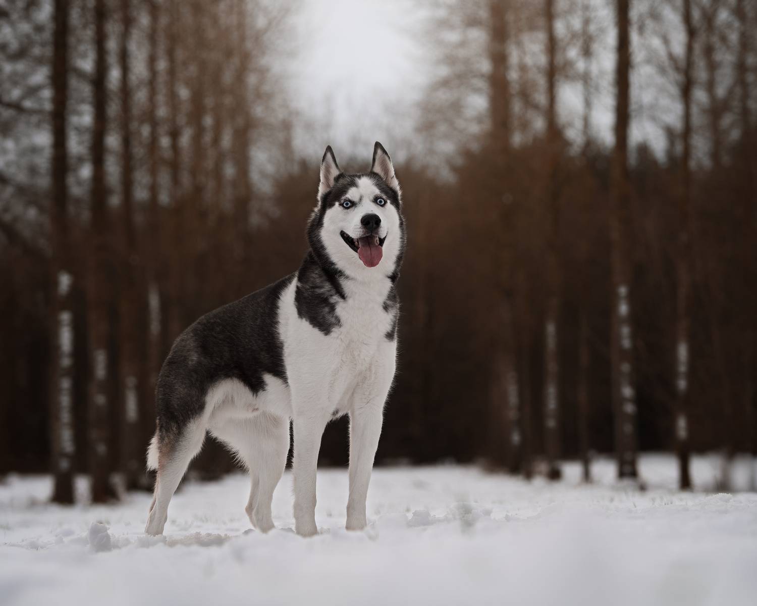 Фотография #13320645