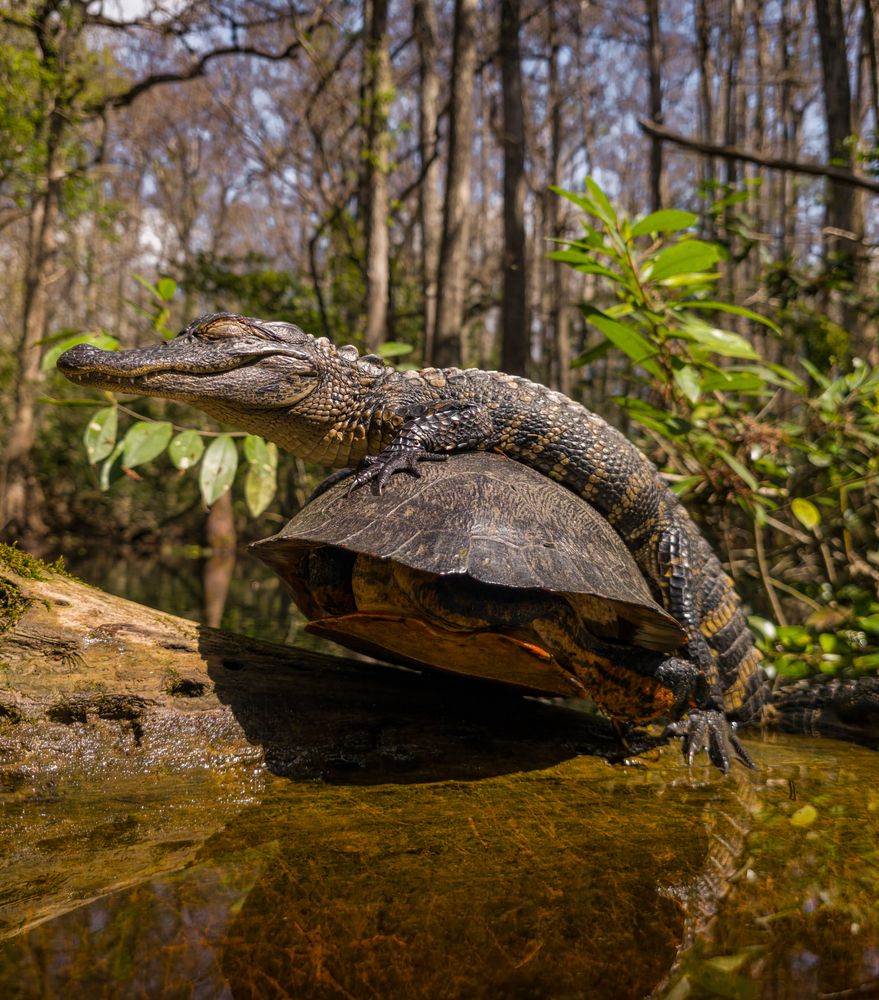 Photograph by Steven Grogin