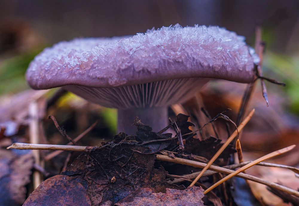 Photograph by Евгений Гонтов