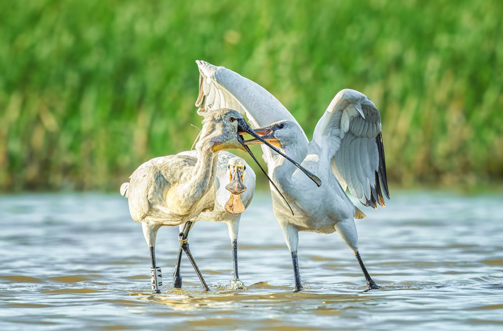 Photograph by Tímea Ambrus