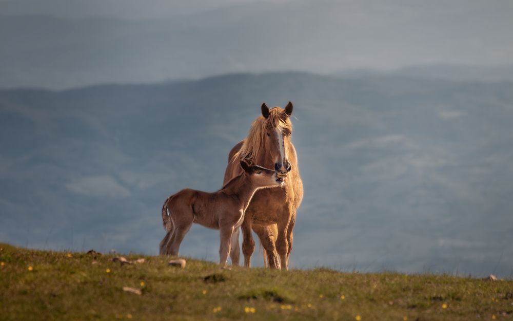 Photograph by Sara Siani