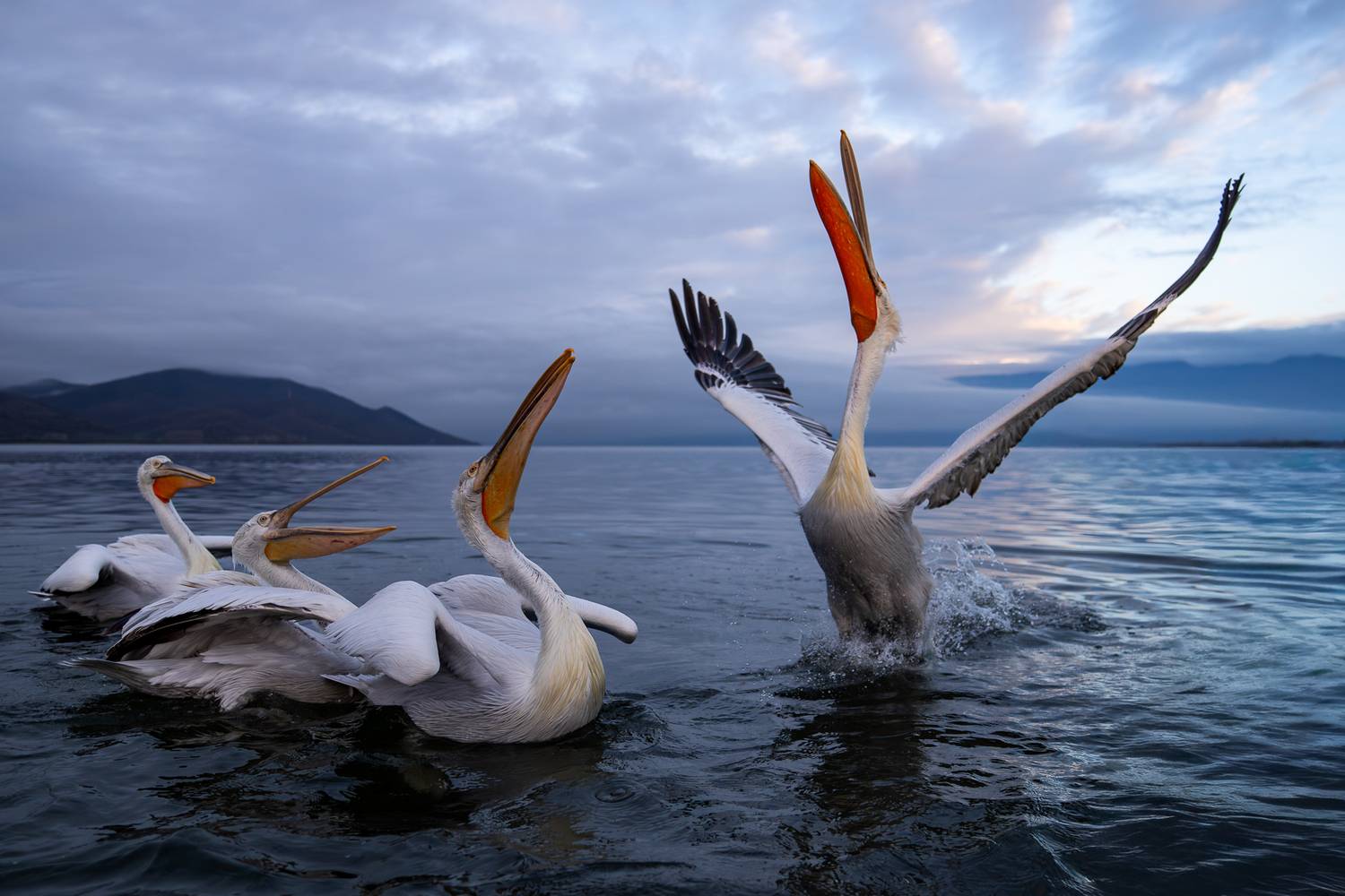 Фотография #13321030