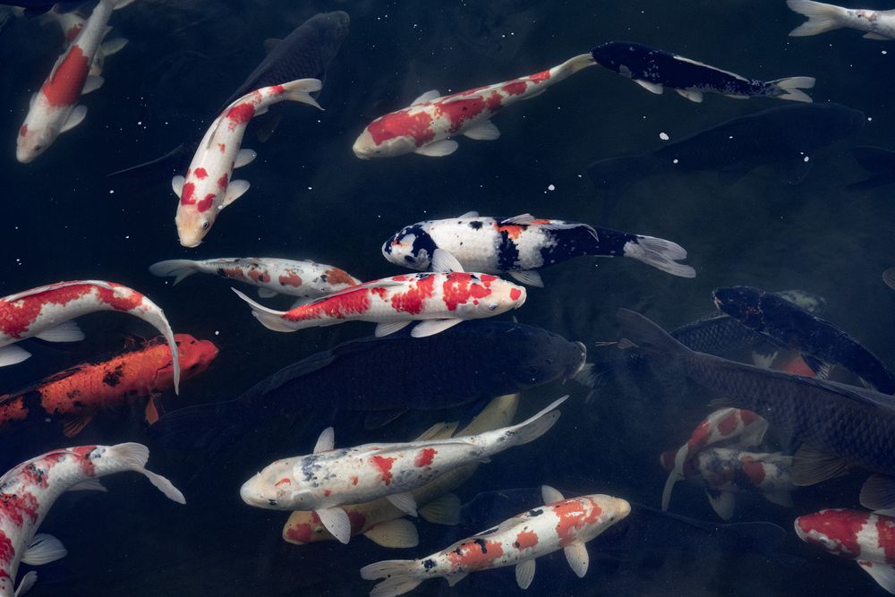 Photograph by Shinagawa Kazuyuki