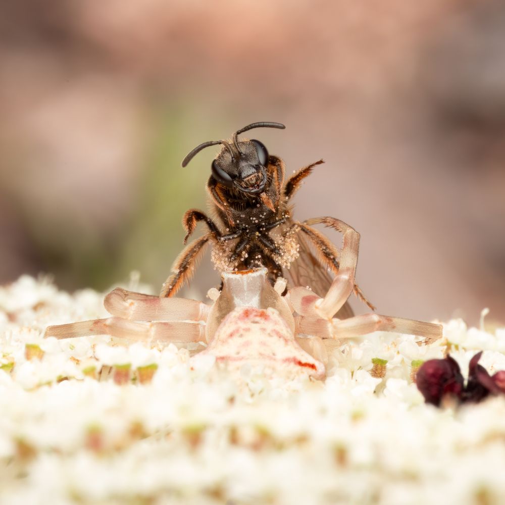 Mimicy and ambush