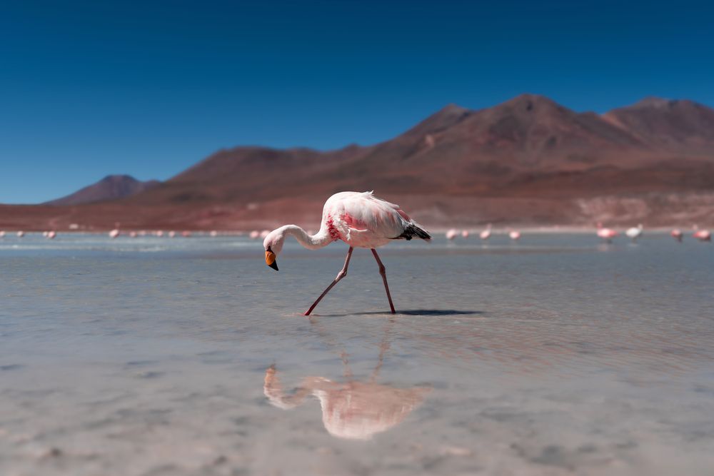 Pink passages in the Laguna Colorada