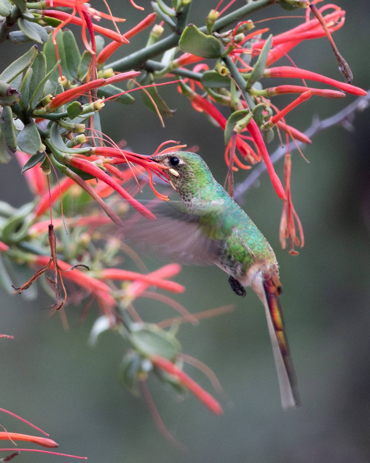Momento de recolección.