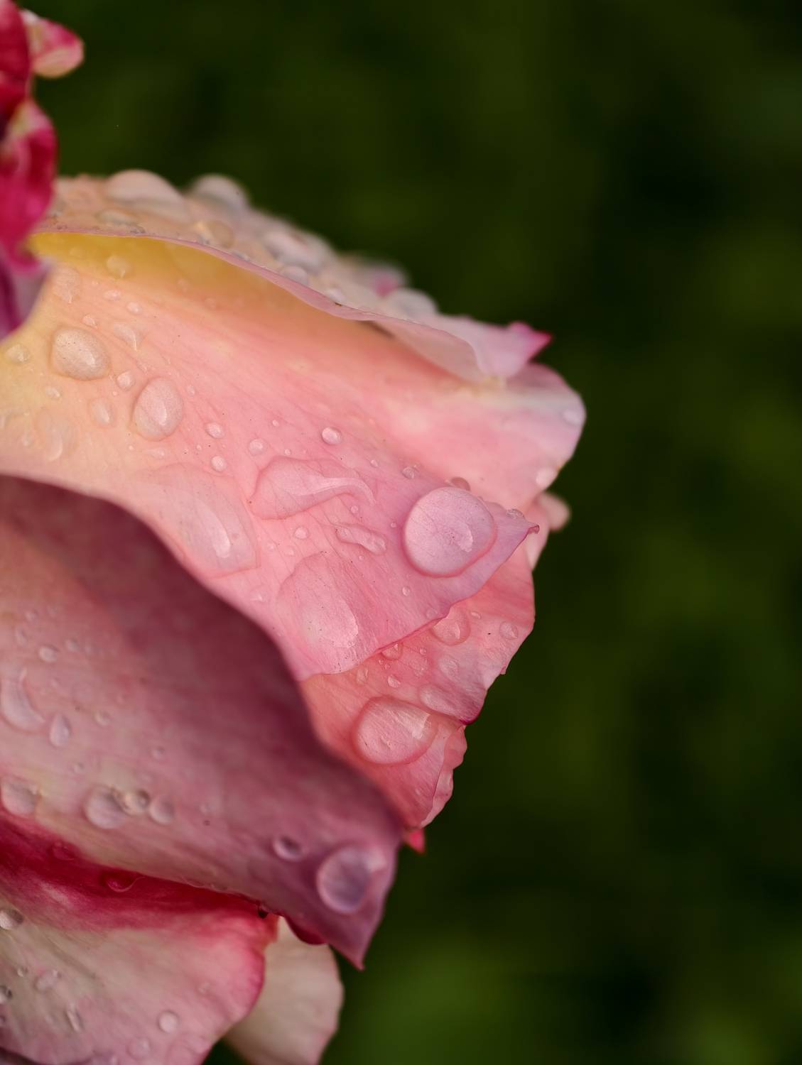 Фотография #13321477