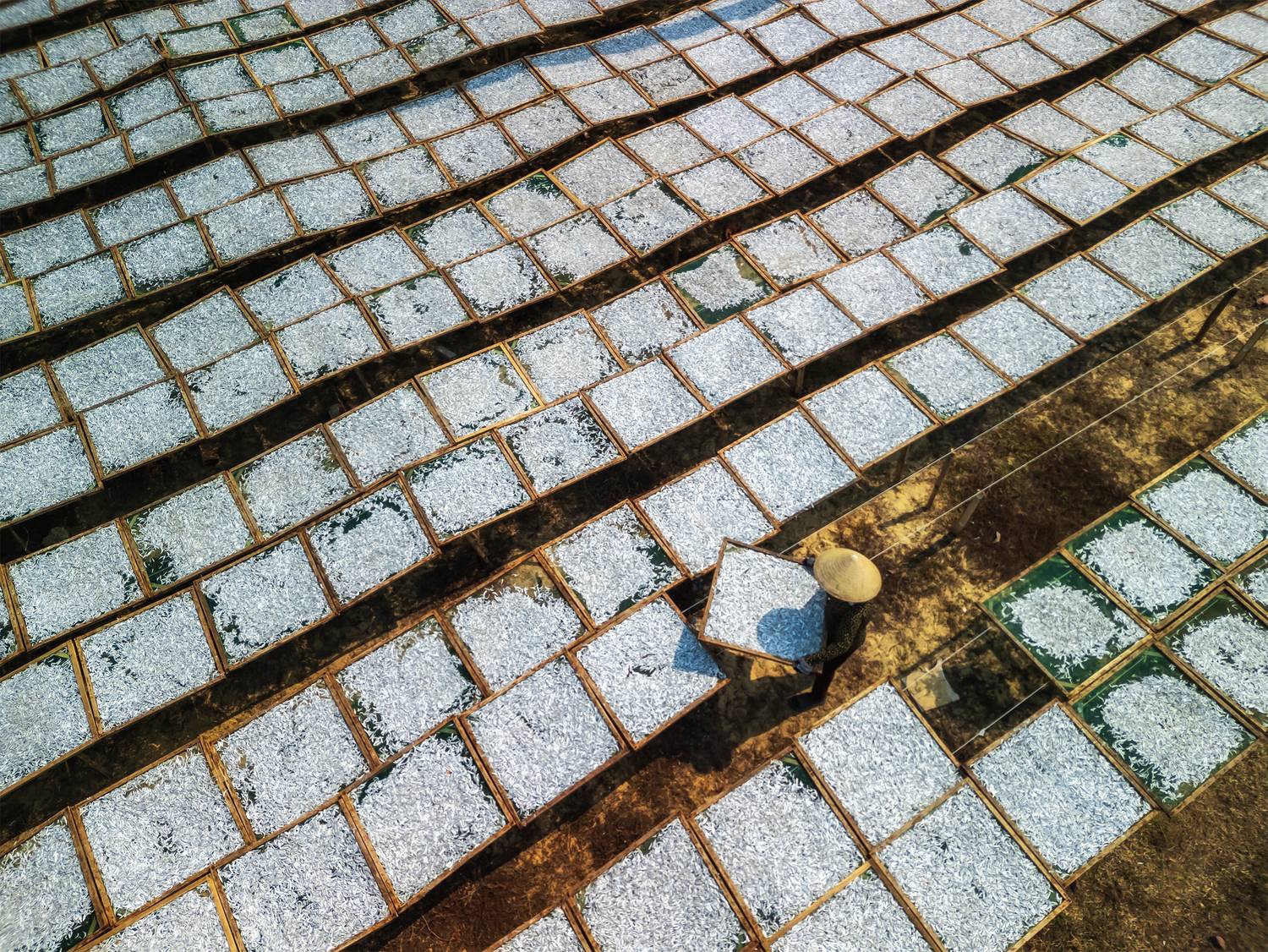 Drying Anchovies Drying Anchovies