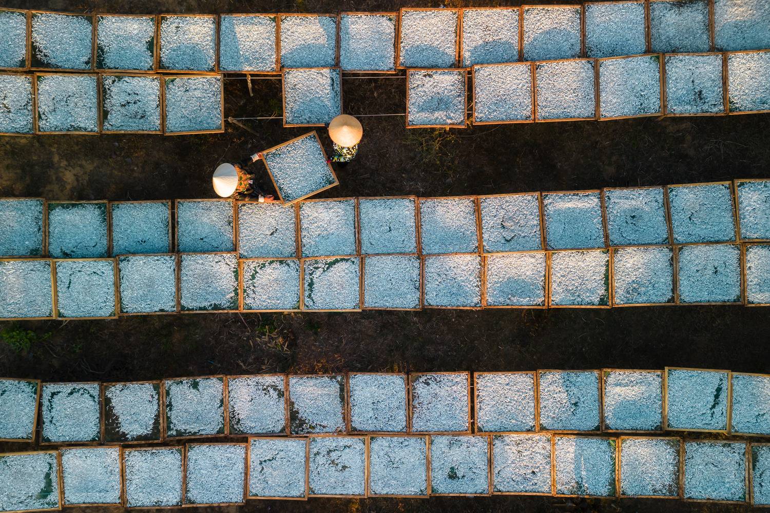 Drying Anchovies Drying Anchovies