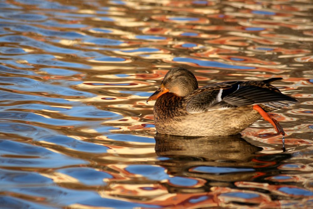 Фотография автора Ирина Вассерлауф