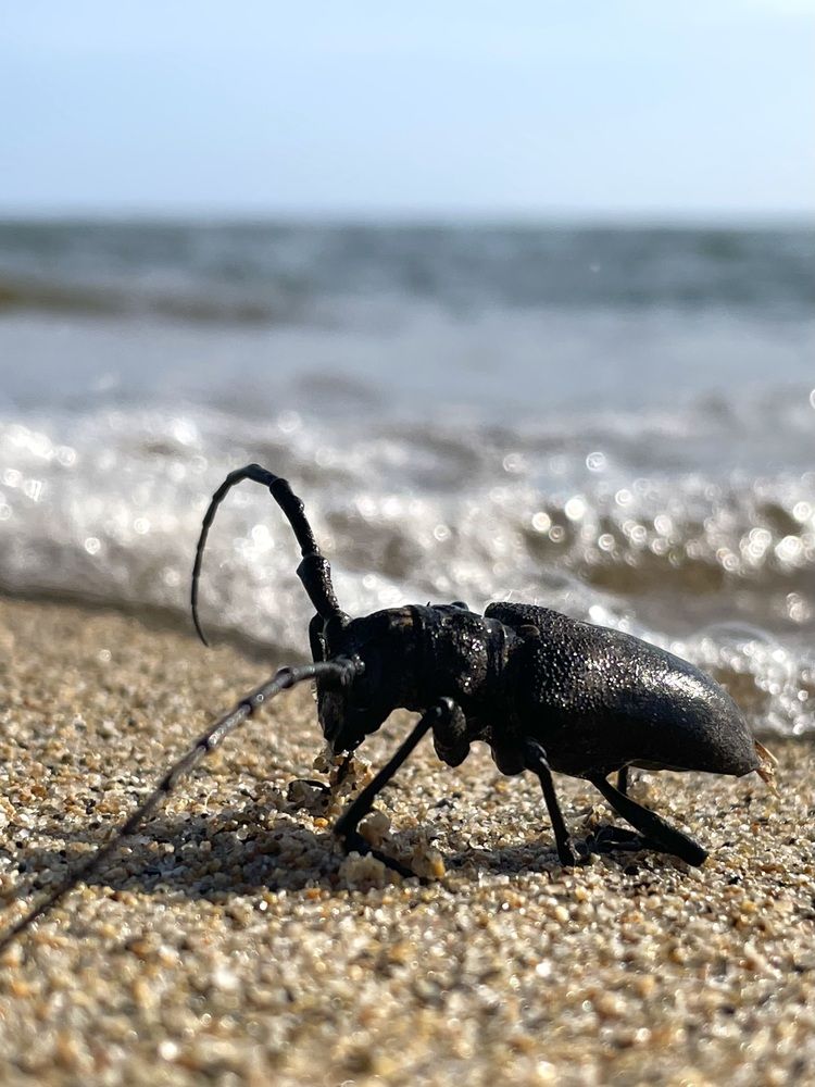 Жук и море