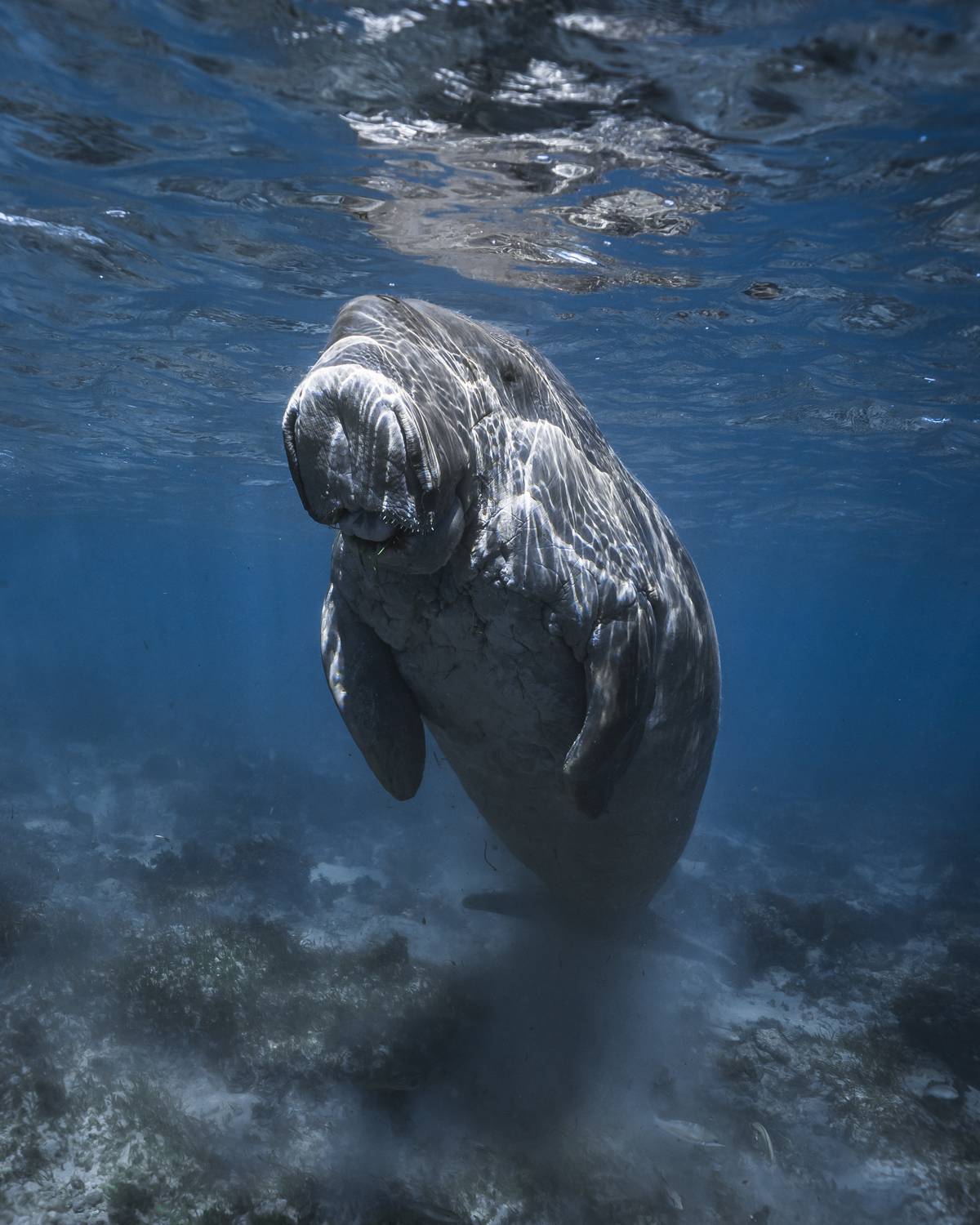 Мистер Дюгонь Мистер Дюгонь