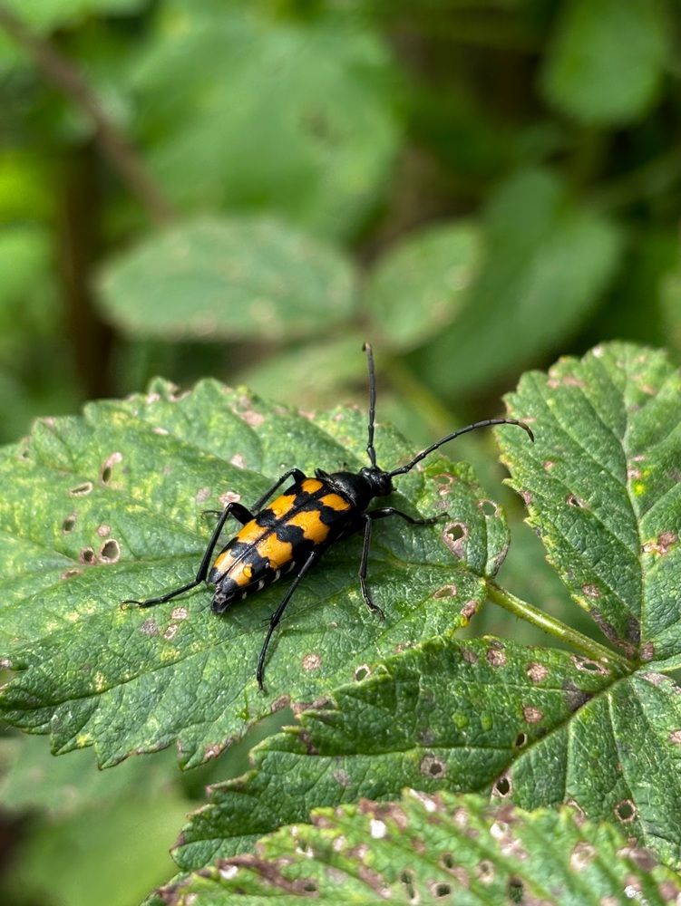 Photograph by Halina Mitsevich