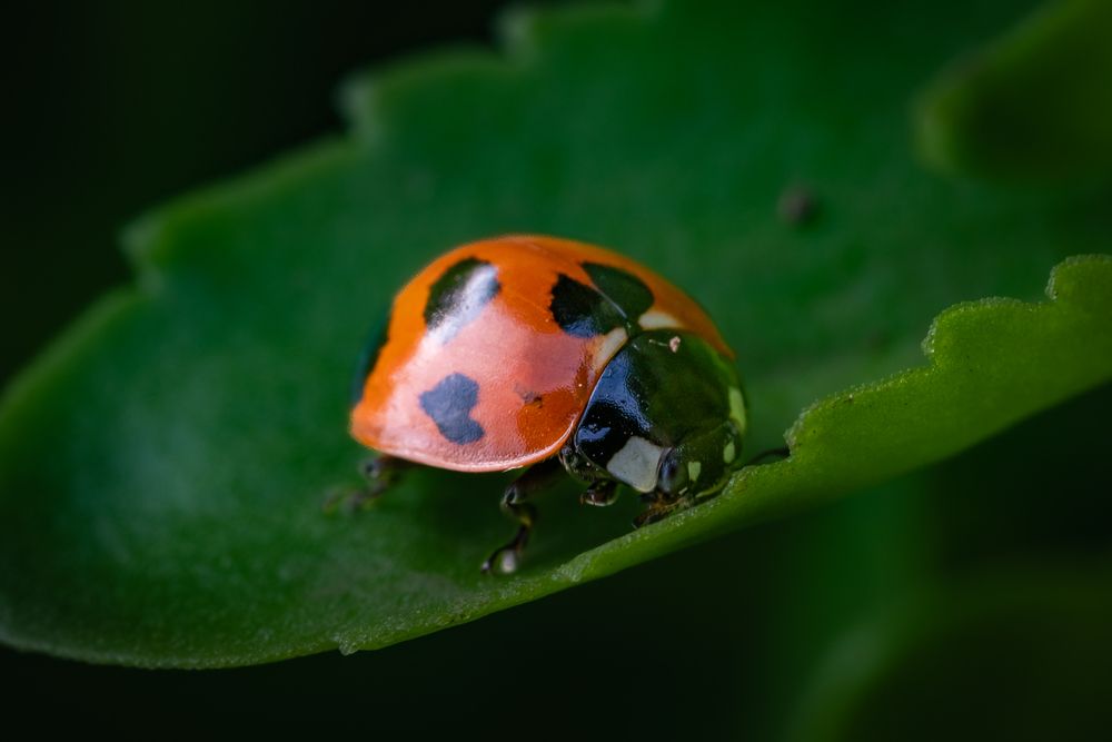 Photograph by Suzuki Ryuta