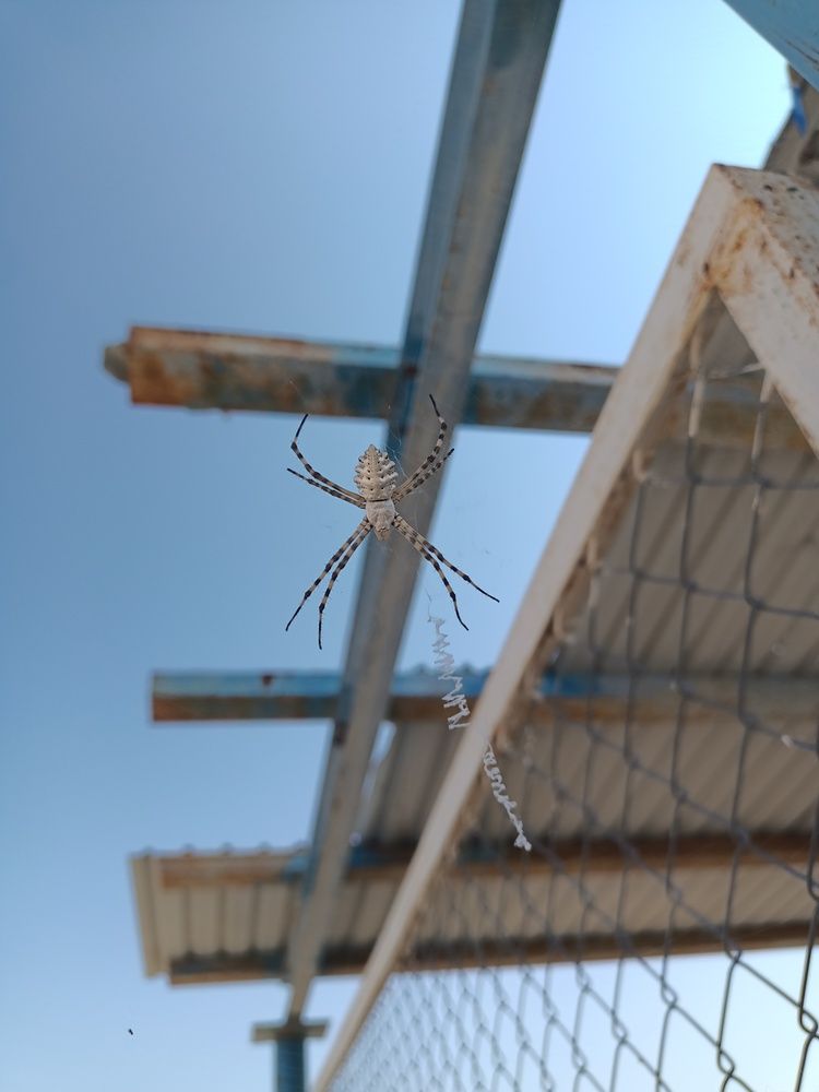 Desert Spider