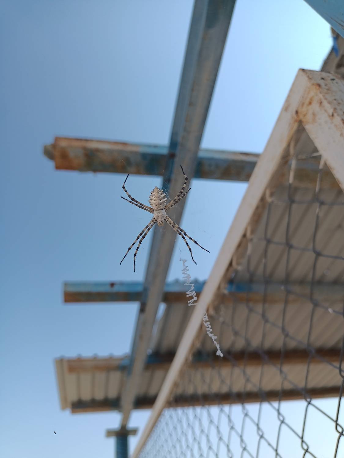 Desert Spider