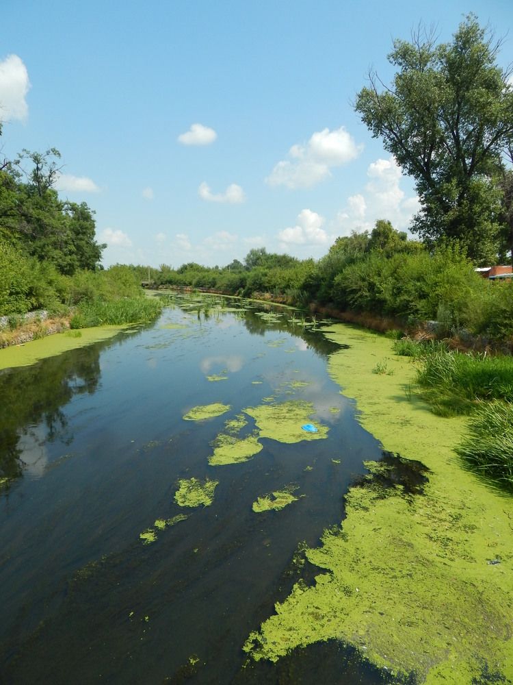 Цветение водорослей.