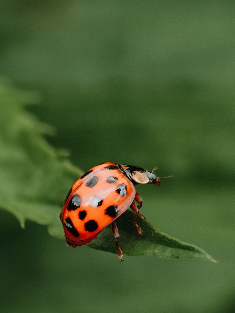 Photograph by Alexander Lonsdale