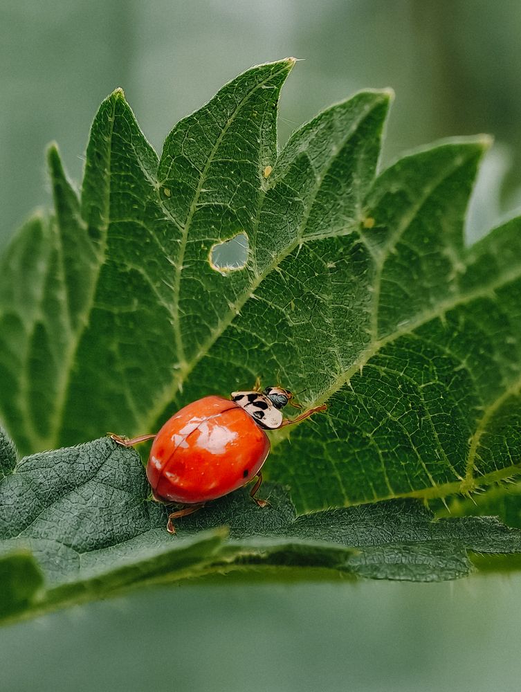Photograph by Alexander Lonsdale