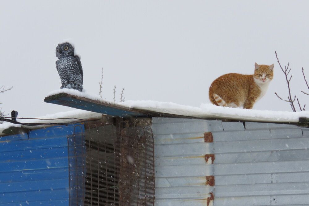 проверил птицу