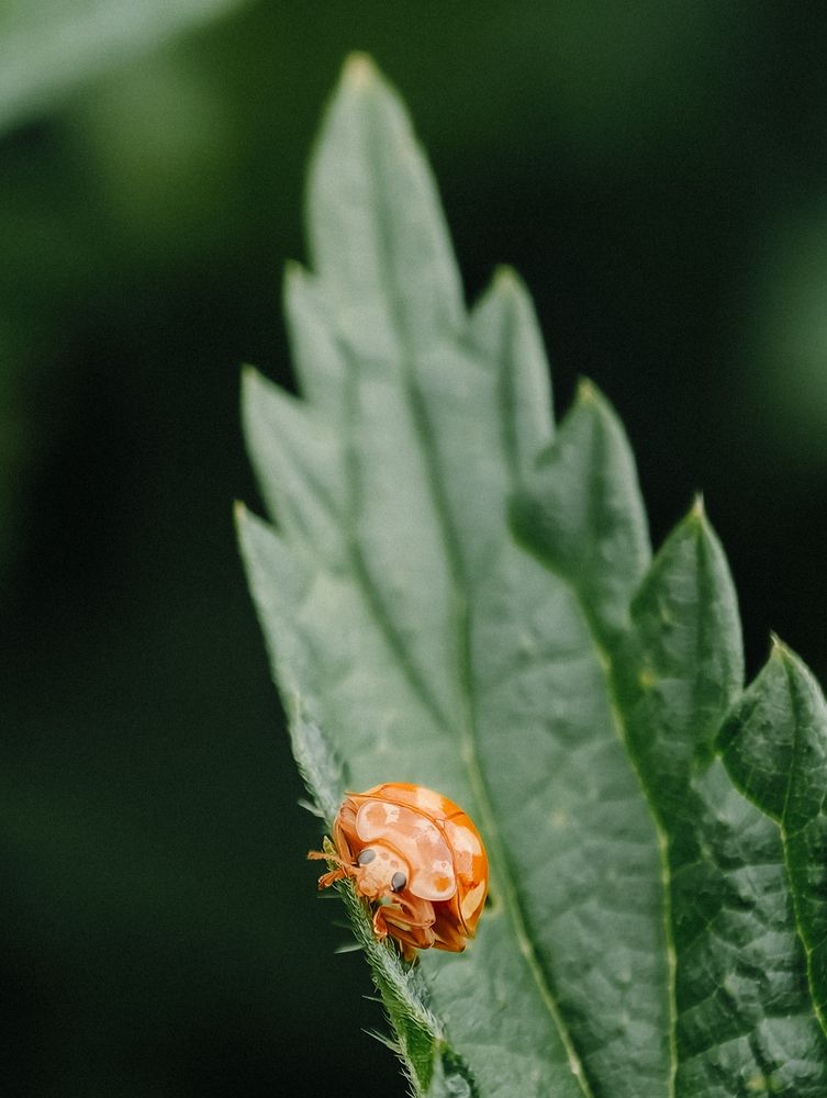 Photograph by Alexander Lonsdale