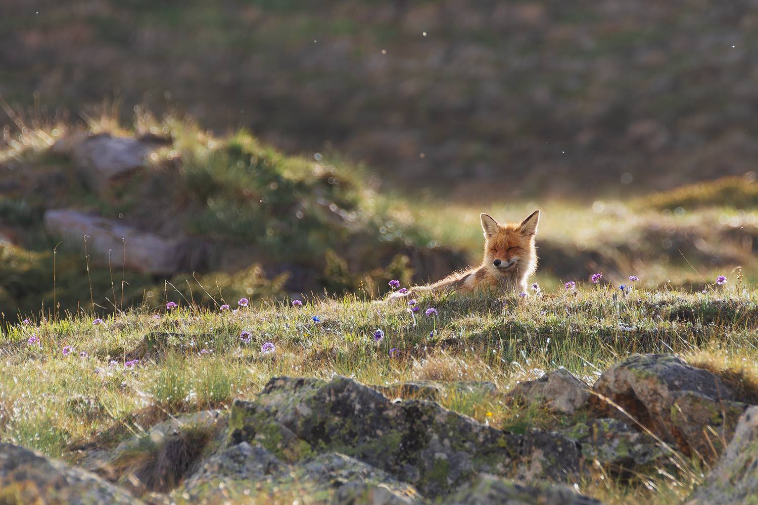 Фотография #13322011