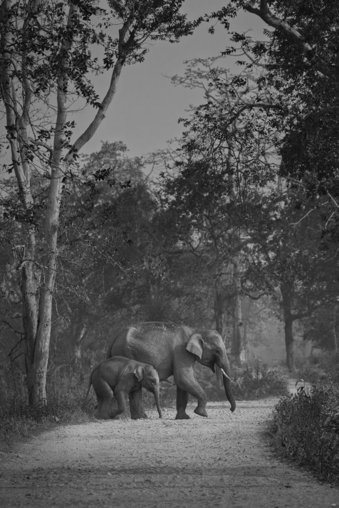 Фотография автора Prabhat Ghosh