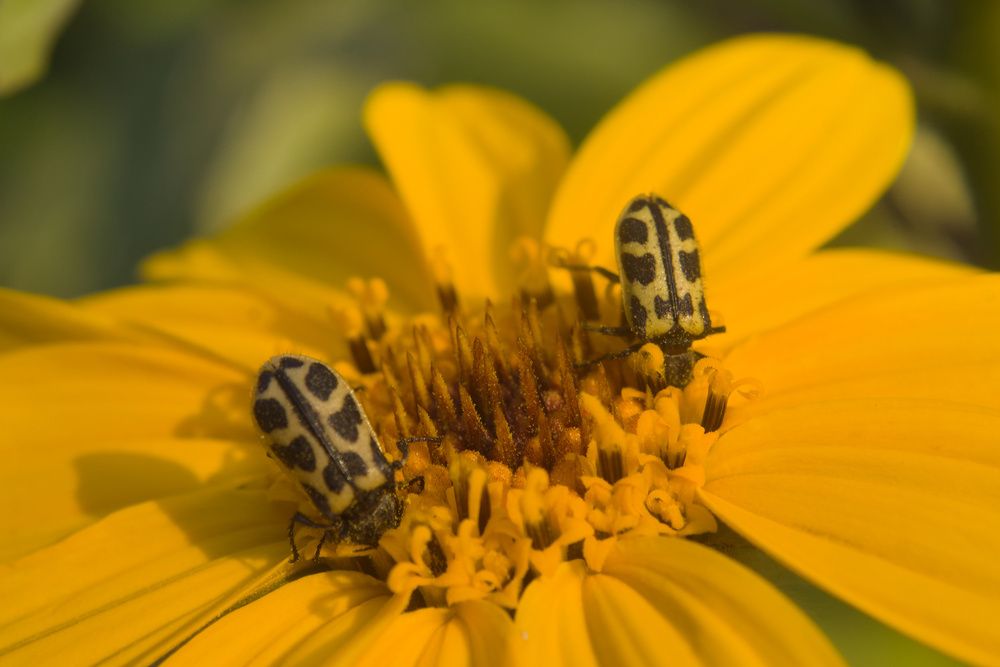 Фотография автора Guillermo Topp
