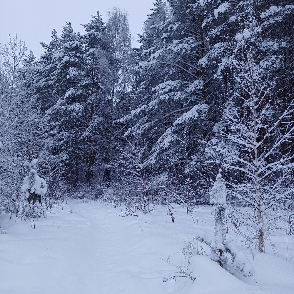 Photo #13322383