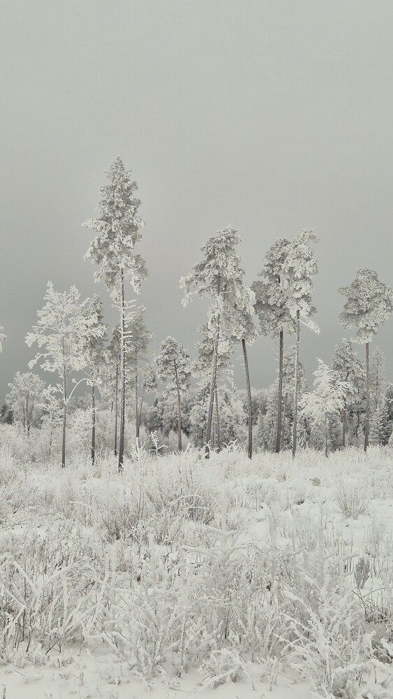 Frost