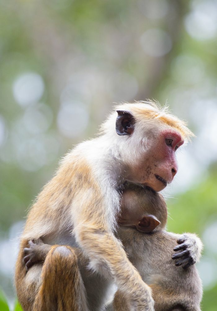 Photograph by Chanika Dulnitha