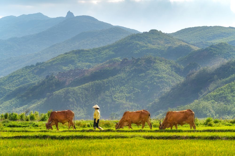 Photograph by Quan Nguyen