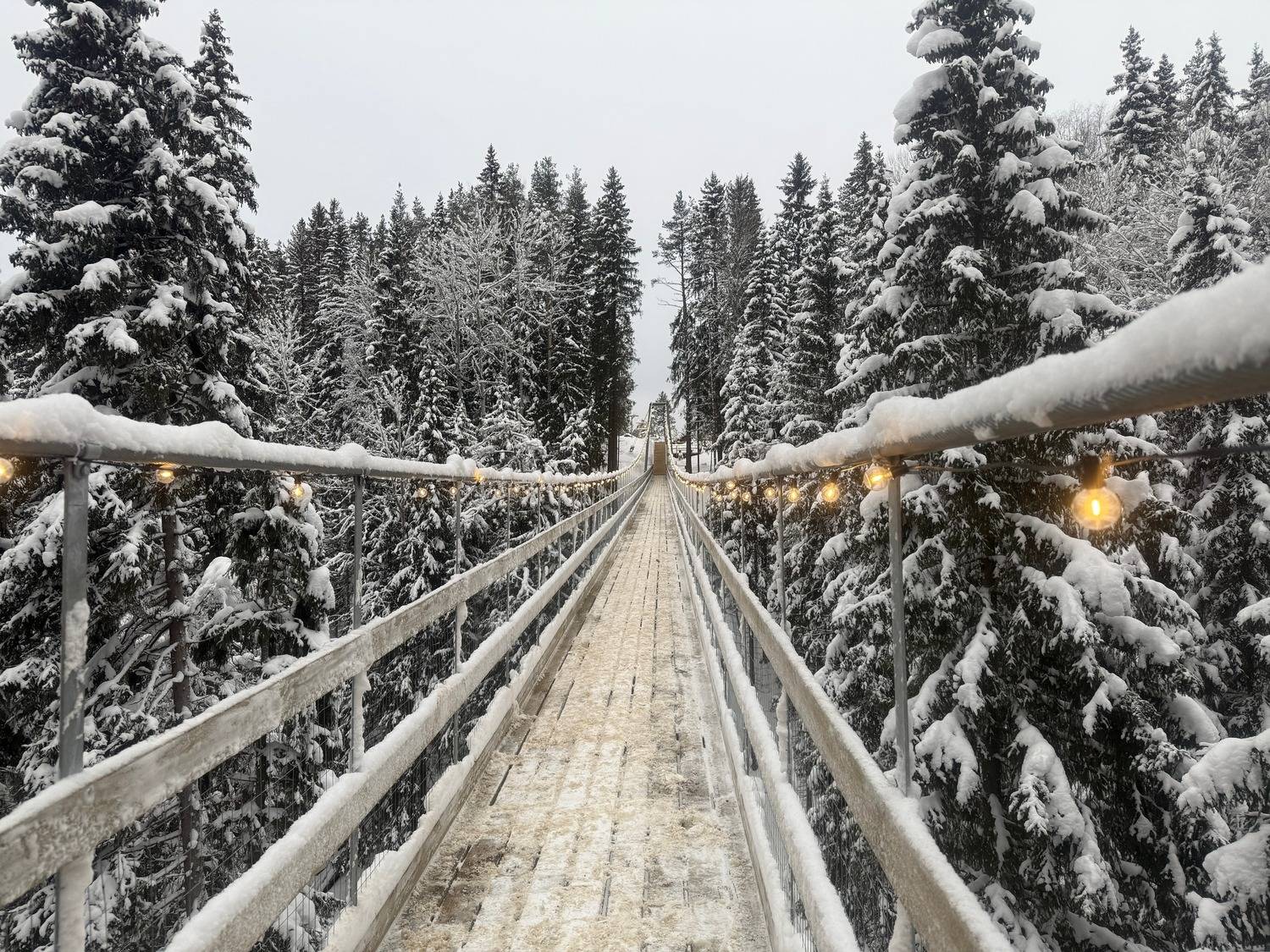 из леса в лес