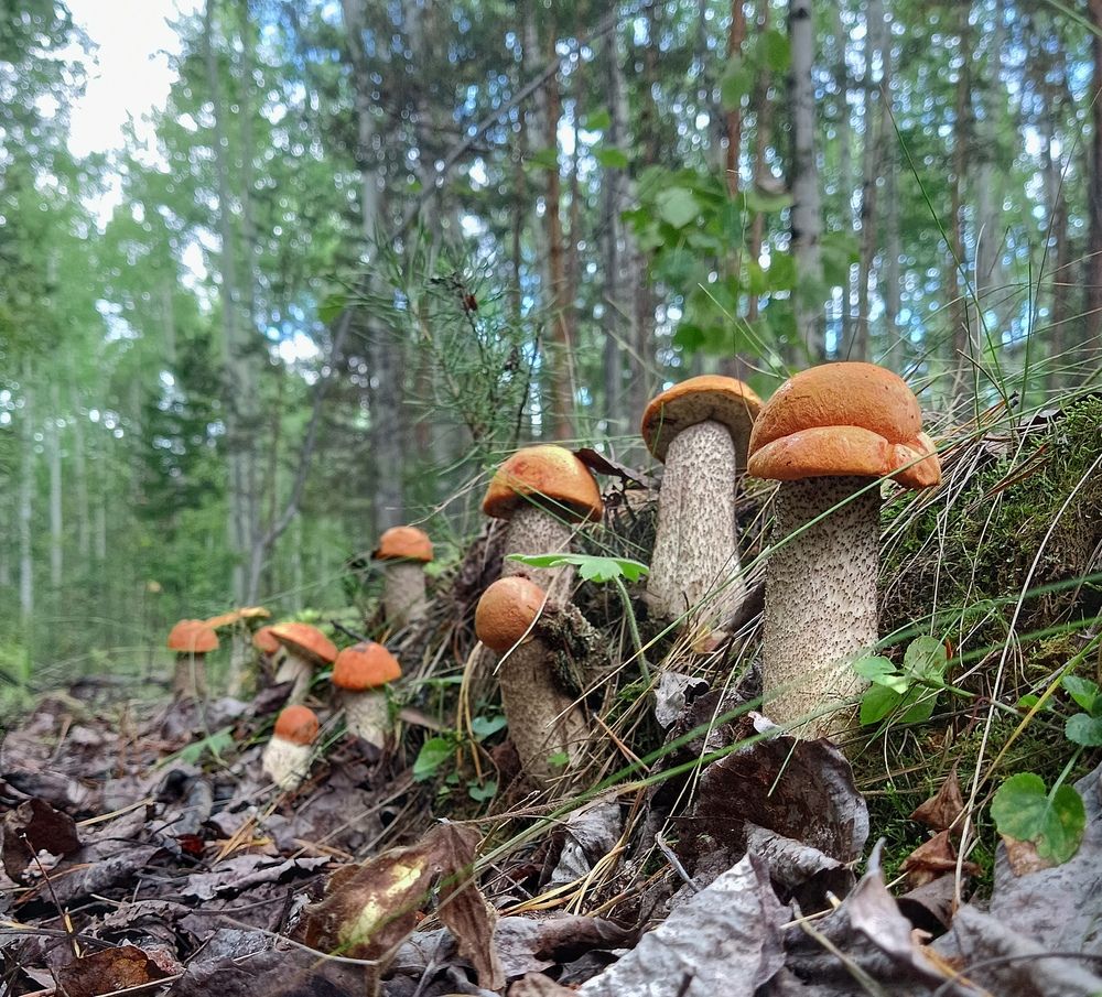 Photograph by Ирина Молоткова